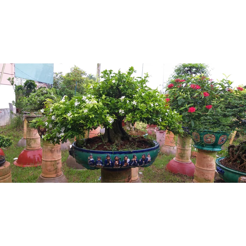 Cây giống Nguyệt Quế Thái