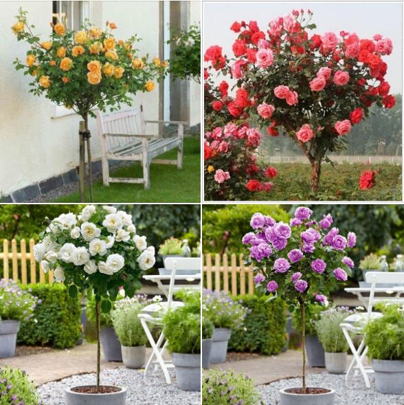 Combo 4 Gói Hạt Giống Hoa Hồng ( Hồng Leo +Thân Gỗ + Tỉ Muội + Hồng Thơm)