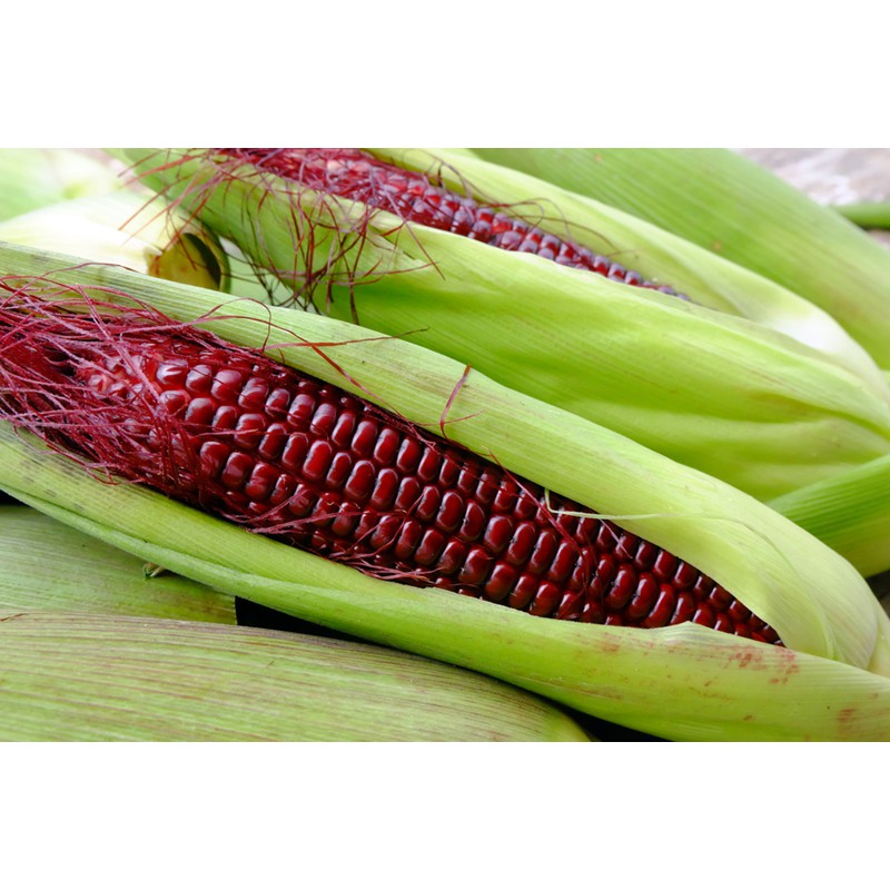 Hạt giống bắp ngọt tím 20 hạt