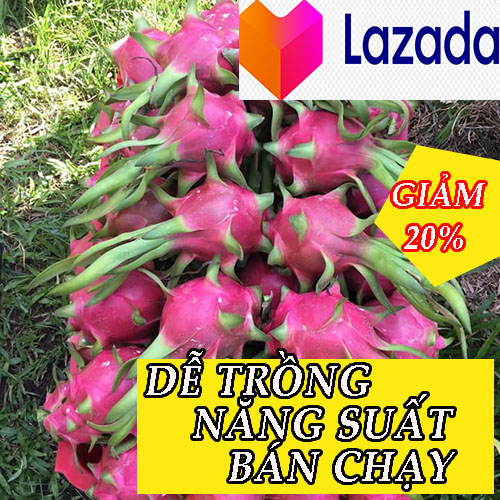 5 CÂY GIỐNG THANH LONG RUỘT TRẮNG ( DỄ TRỒNG)