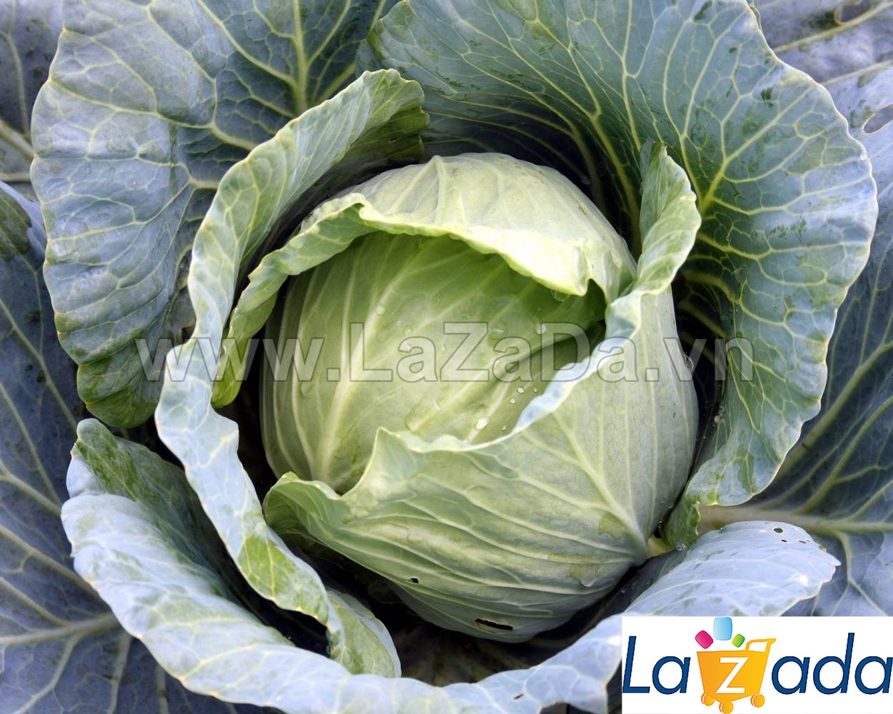 0.5Gr Hạt Giống Cải Bắp Cải Siêu Hạng F1 TG41 (A5.302| C46*W55*M191)