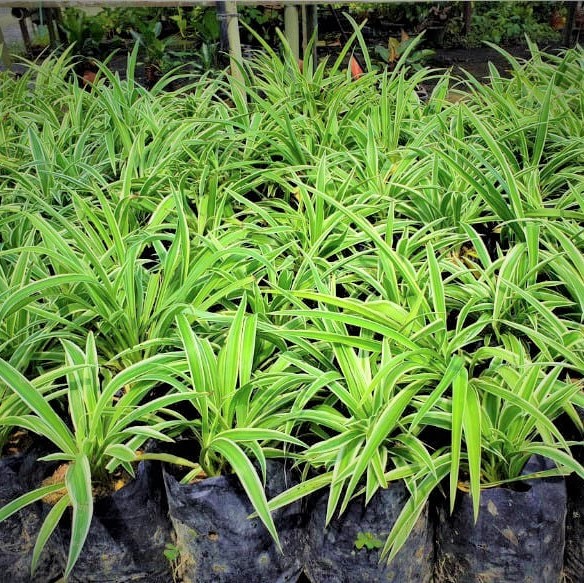 Cỏ lan chi dây nhện (cỏ lan chi, cây lan chi, cỏ mẫu tử) - cây kiểng để bàn