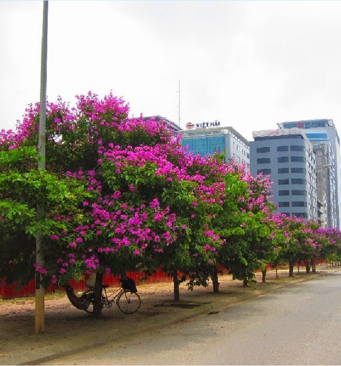 Hạt Giống Hoa Bằng Lăng Tím - ( 30 hạt/gói )