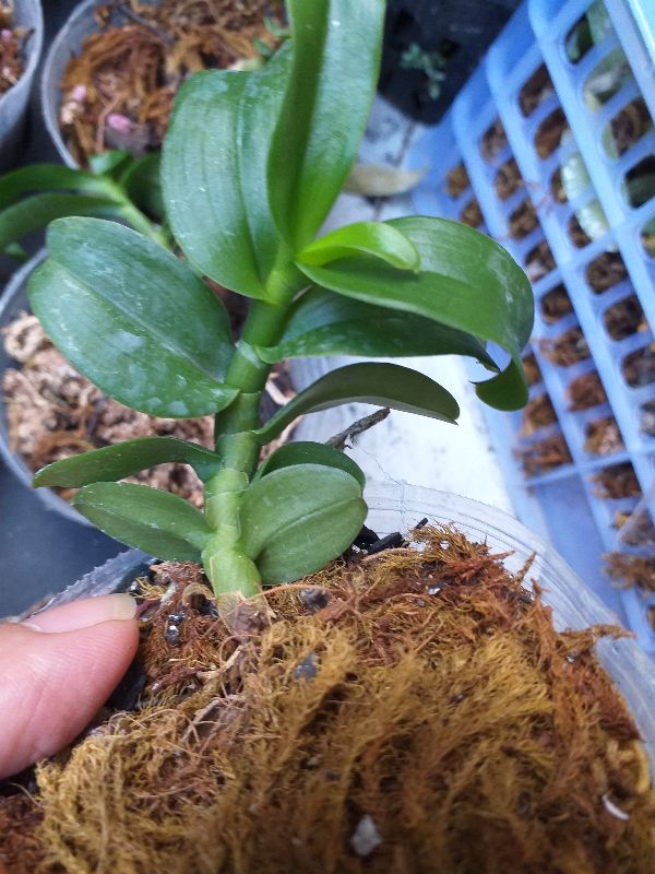 5 cánh trắng bạch tuyết
