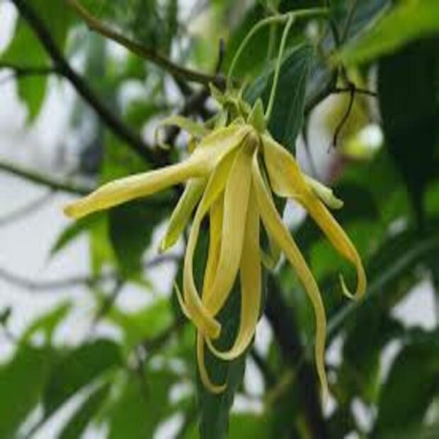 CÂY GIỐNG HOA HOÀNG LAN (NGỌC LAN TÂY, NGỌC LAN VÀNG)