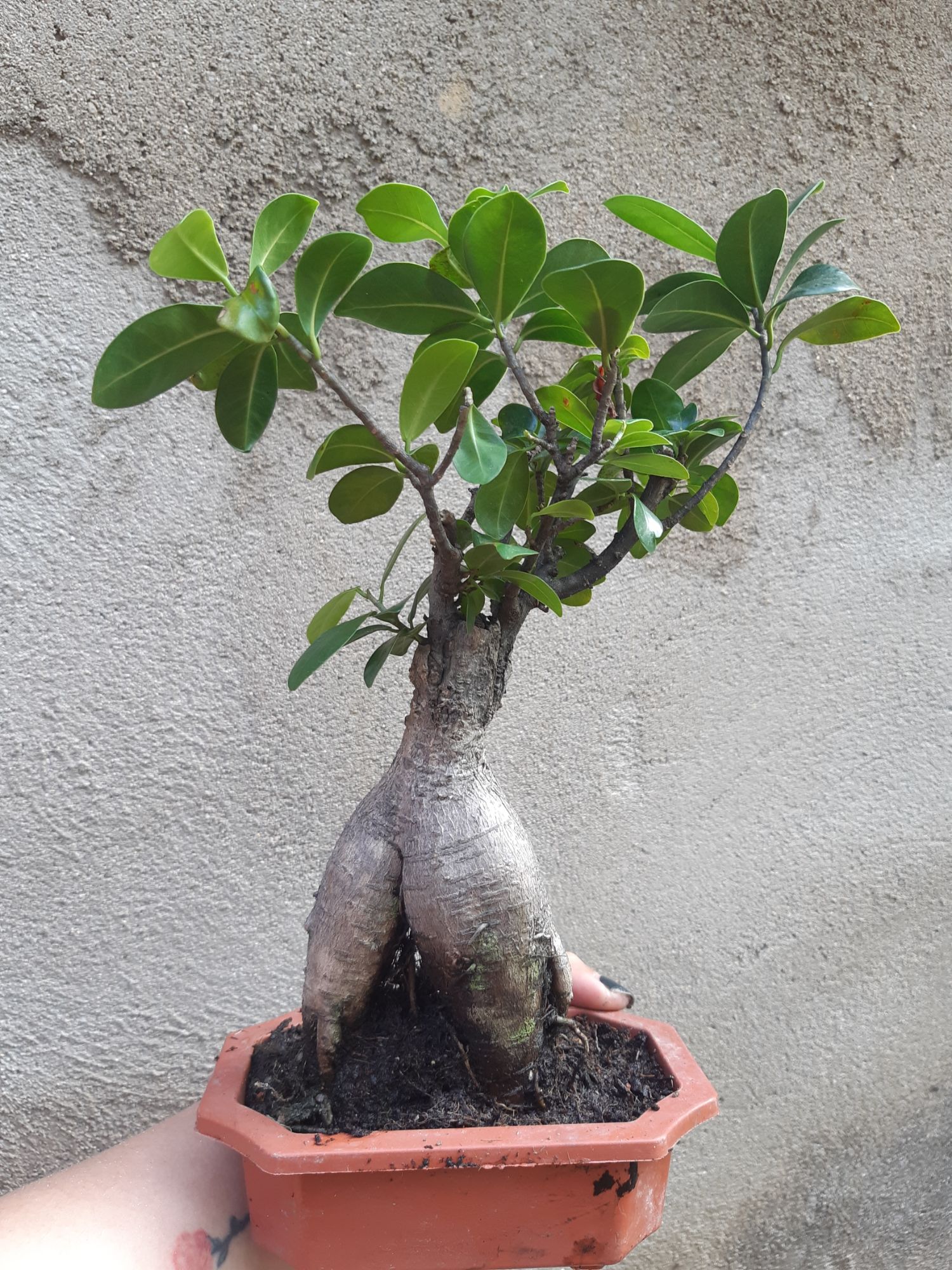 cây si nhật bonsai