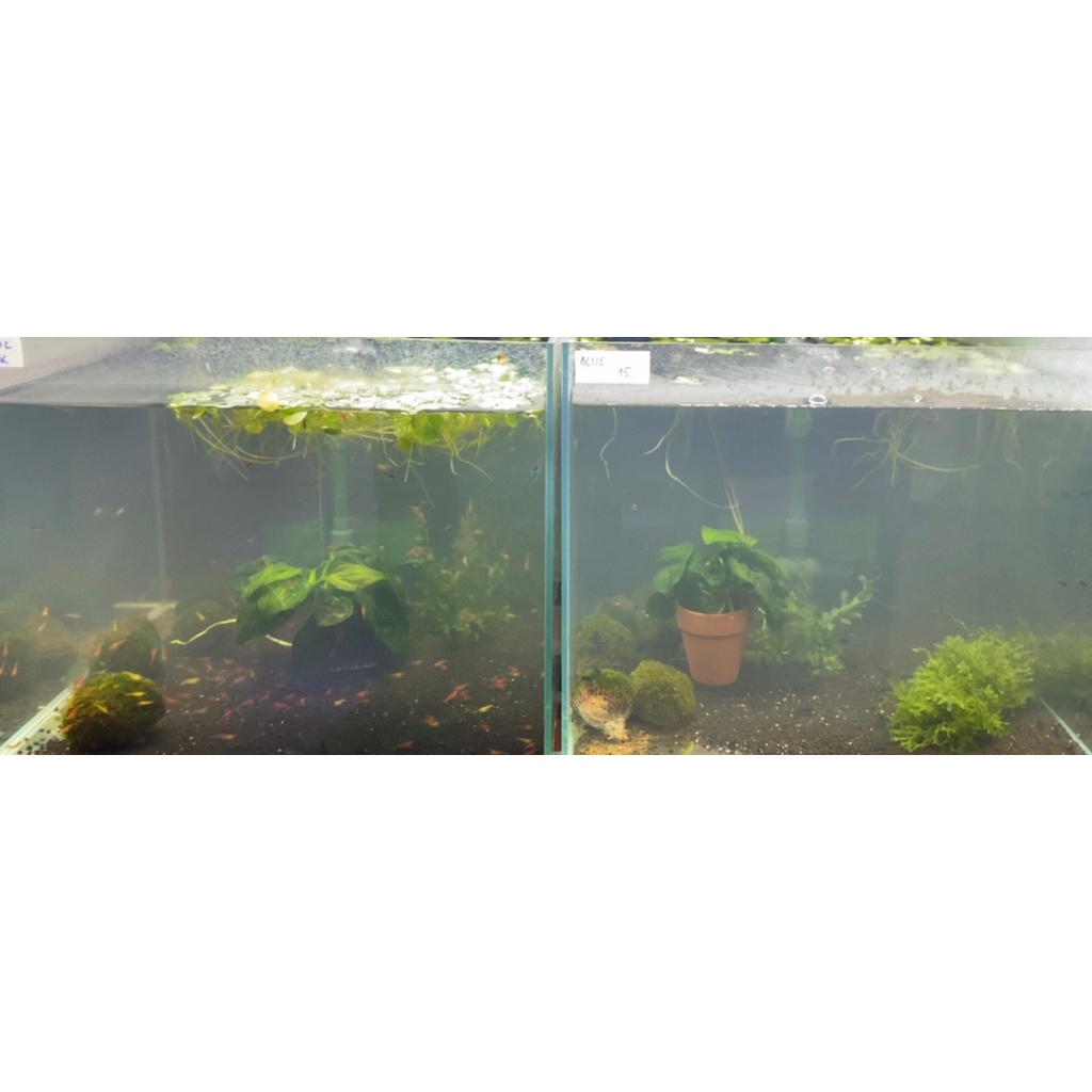 Clear Water ( làm trong nước siêu tốc - an toàn ) cho hồ cá, thuỷ sinh chính hãng