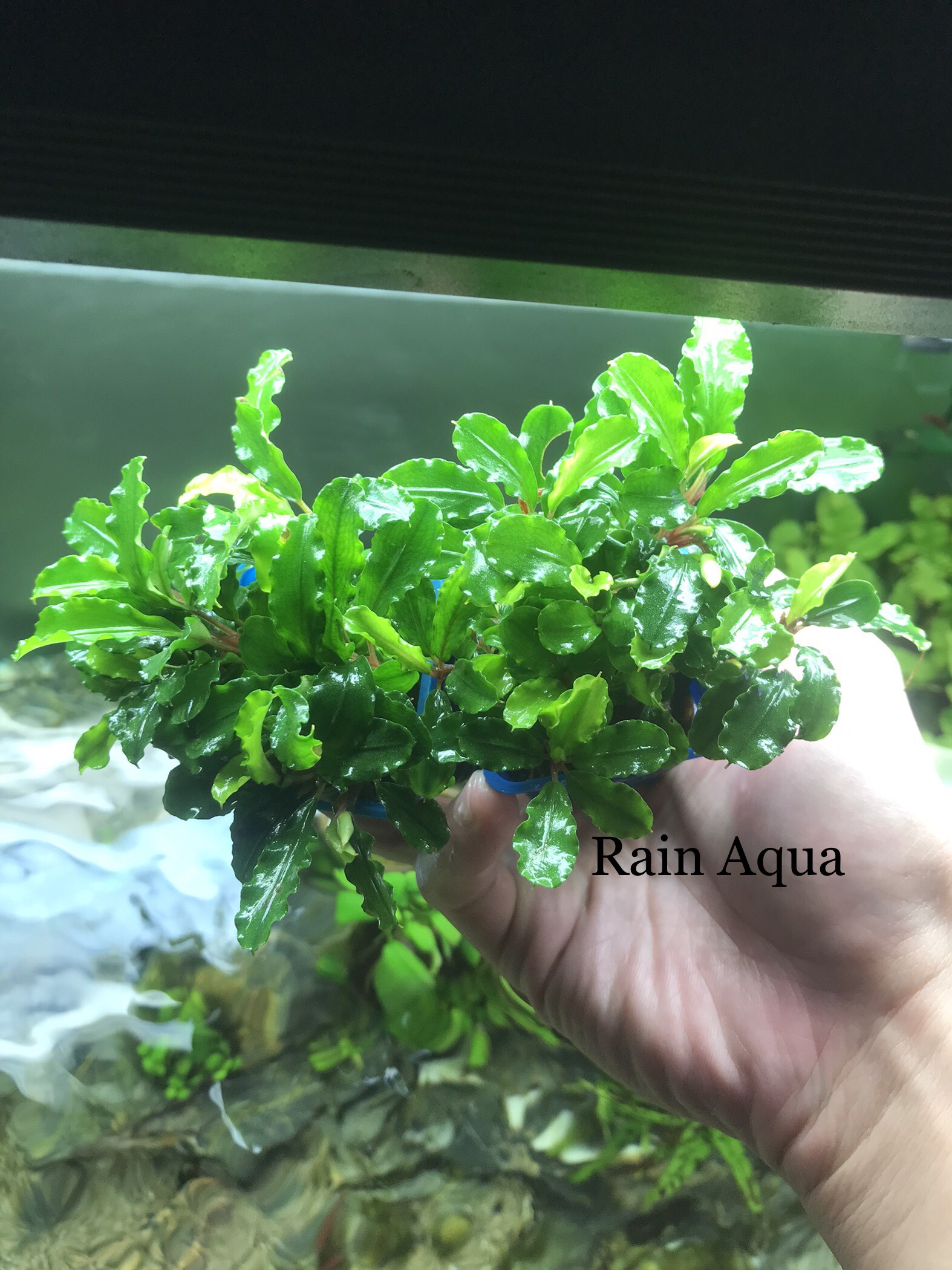 Bucep - Cây Thủy Sinh Giá Thể