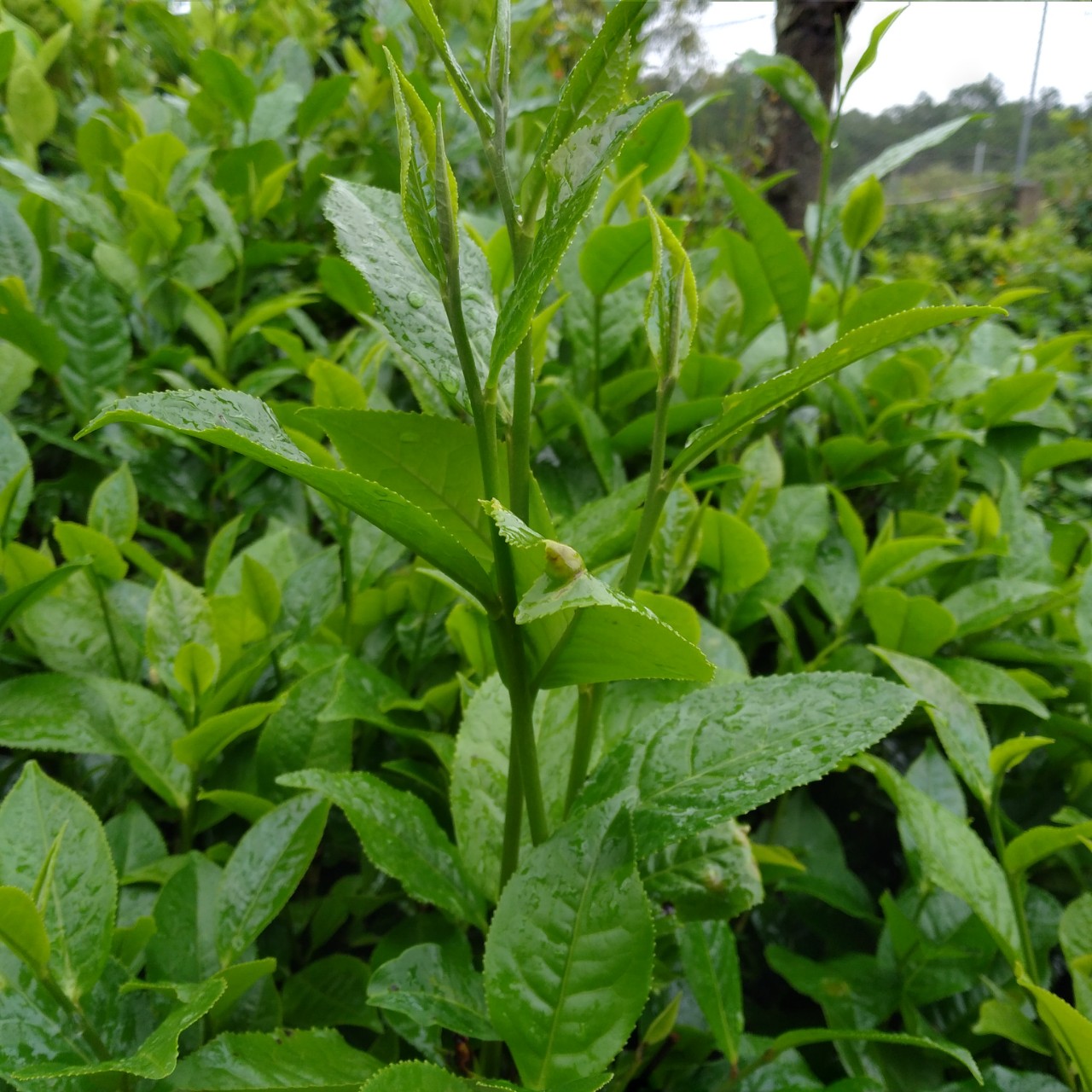 TRÀ TƯƠI / CHÈ TƯƠI BẢO LỘC 1KG