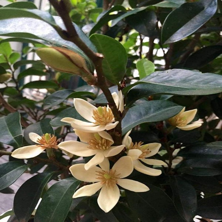 CÂY HOA LAN TIÊU cao trên 80cm