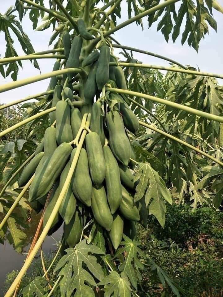 Hạt giống đu đủ lùn Phuket siêu ngọt Thái Lan ( 5Gram= khoảng 150 hạt)