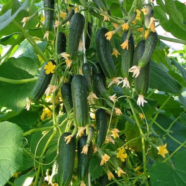 Hạt giống dưa leo chùm siêu quả giống nảy mầm khỏe PTP56 | Phởms Market