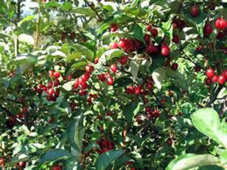 CÂY GIỐNG NHÓT NGỌT SIÊU QUẢ