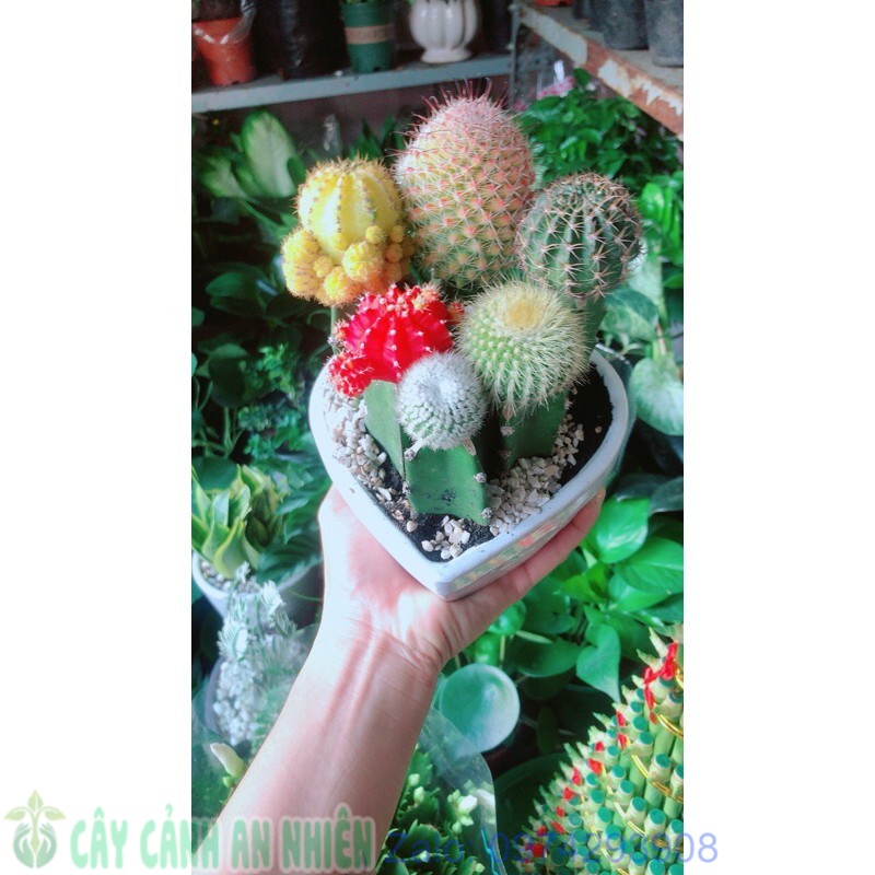 Chậu Xương Rồng Tiểu Cảnh
