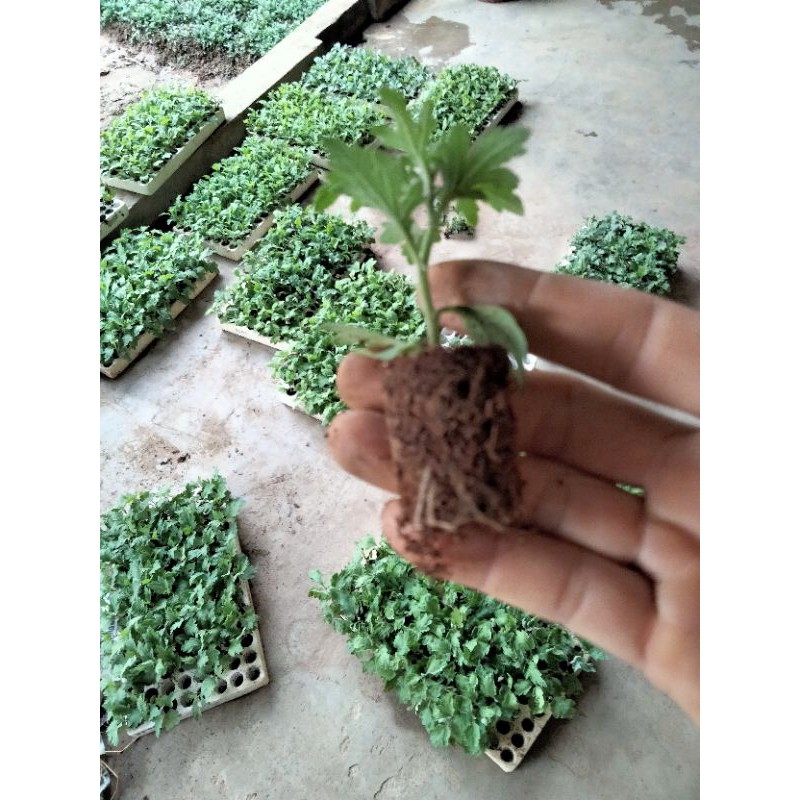 cây giống hoa cúc rủ làm trà