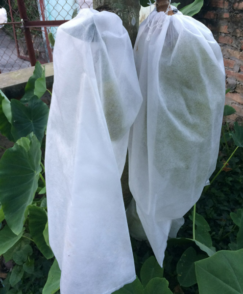 10 cái túi bao trái mít 50x70 - bao bọc quả mít