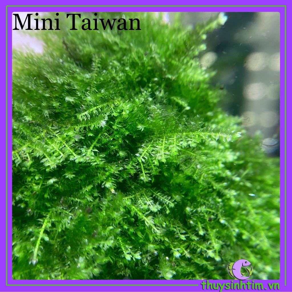 Vỉ Rêu Mini Taiwan - Gắn Lũa, Đá
