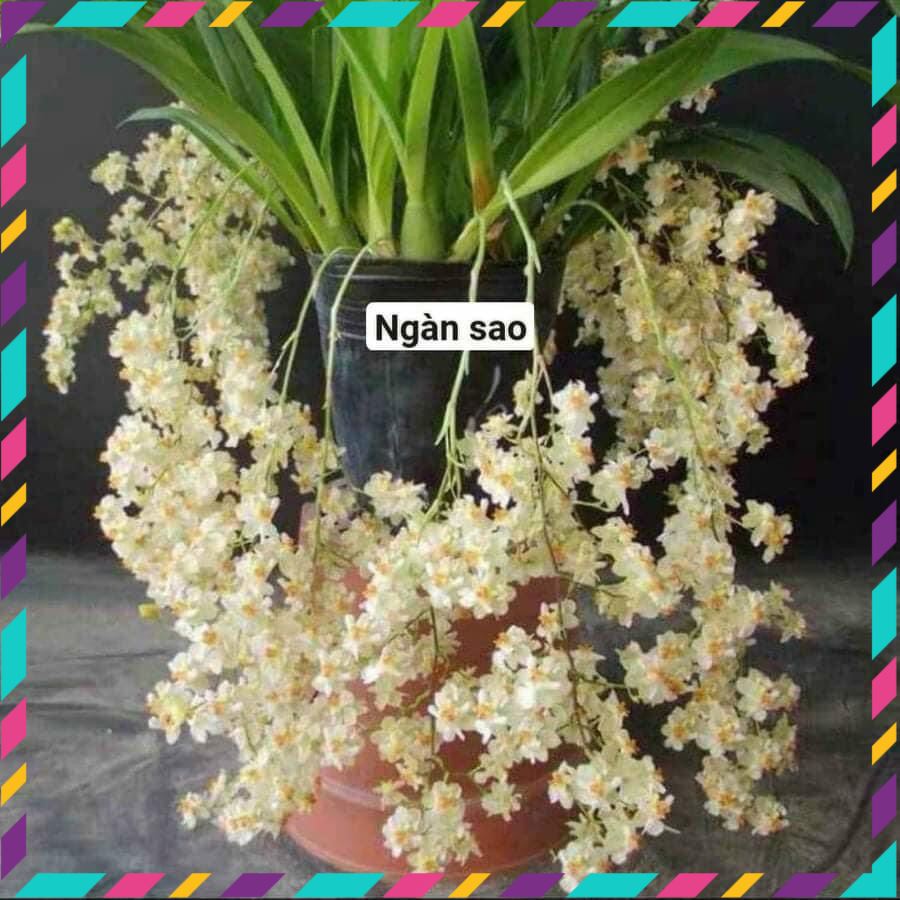 Hoa Lan vũ nữ ngàn sao(thơm nức mũi-1 khóm 2-3 cây) qq