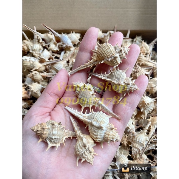 Vỏ ốc gai dài nhỏ 100gr