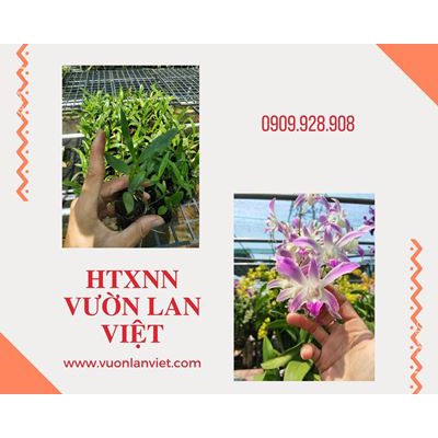 Cây giống lan Dendro 4N lai (Mã 4N)