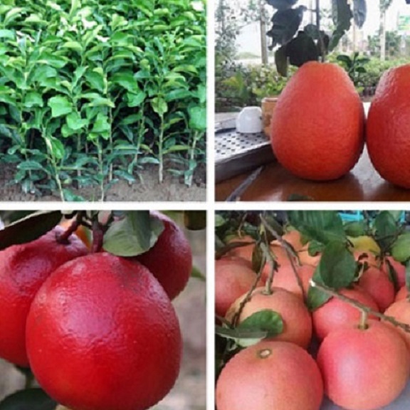 cây BƯỞI ĐỎ - BƯỞI TIẾN VUA (BƯỞI LUẬN VĂN TIẾN VUA) ghép, cây to khỏe, cam kết giống chuẩn , tặng kèm 0,3 kg phân hữu cơ