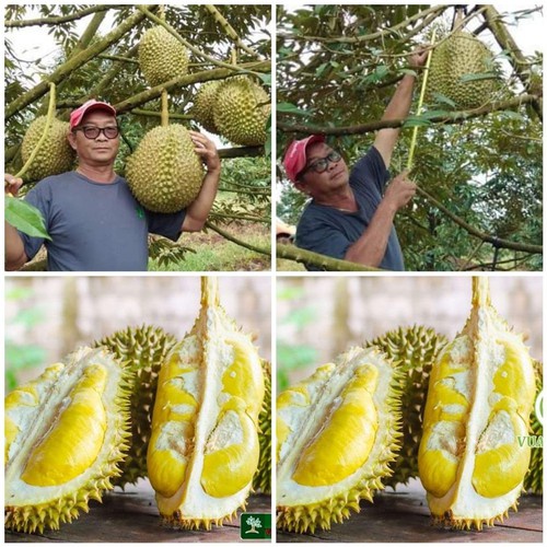 CÂY GIỐNG SẦU RIÊNG MONTHONG THÁI LAN (sầu riêng Dona)