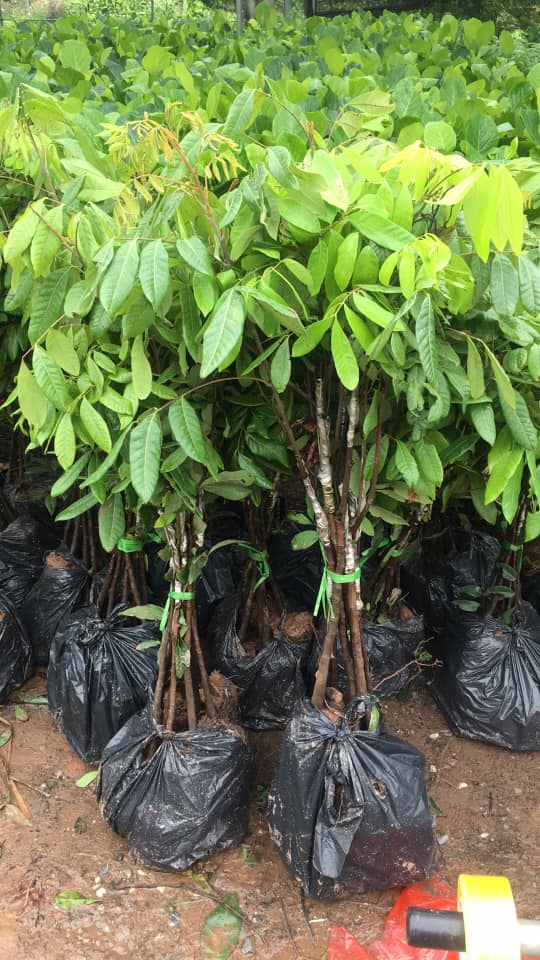 Cây giống nhãn lồng hưng yên ( ruột dày hạt lép nhãn muộn mọng nước vị ngọt đậm)