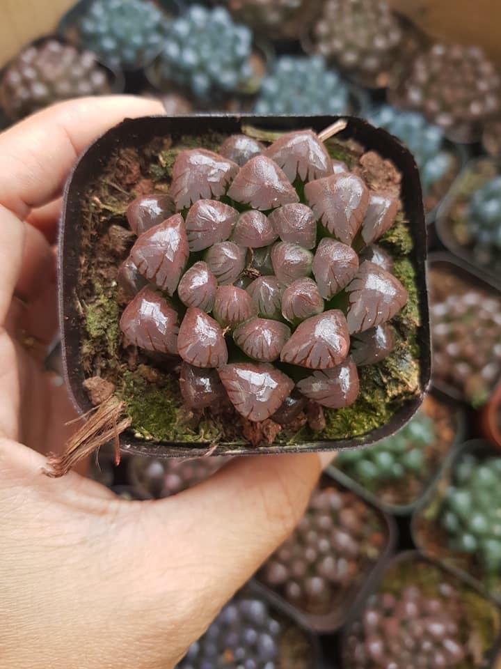 combo 4 sen đá kim cương