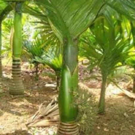 Cây CAU LÙN chuẩn giống cam kết chất lượng