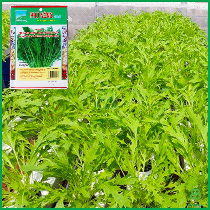 Hạt Giống Cải Ngọt Đuôi Phụng Cao Sản 20GR