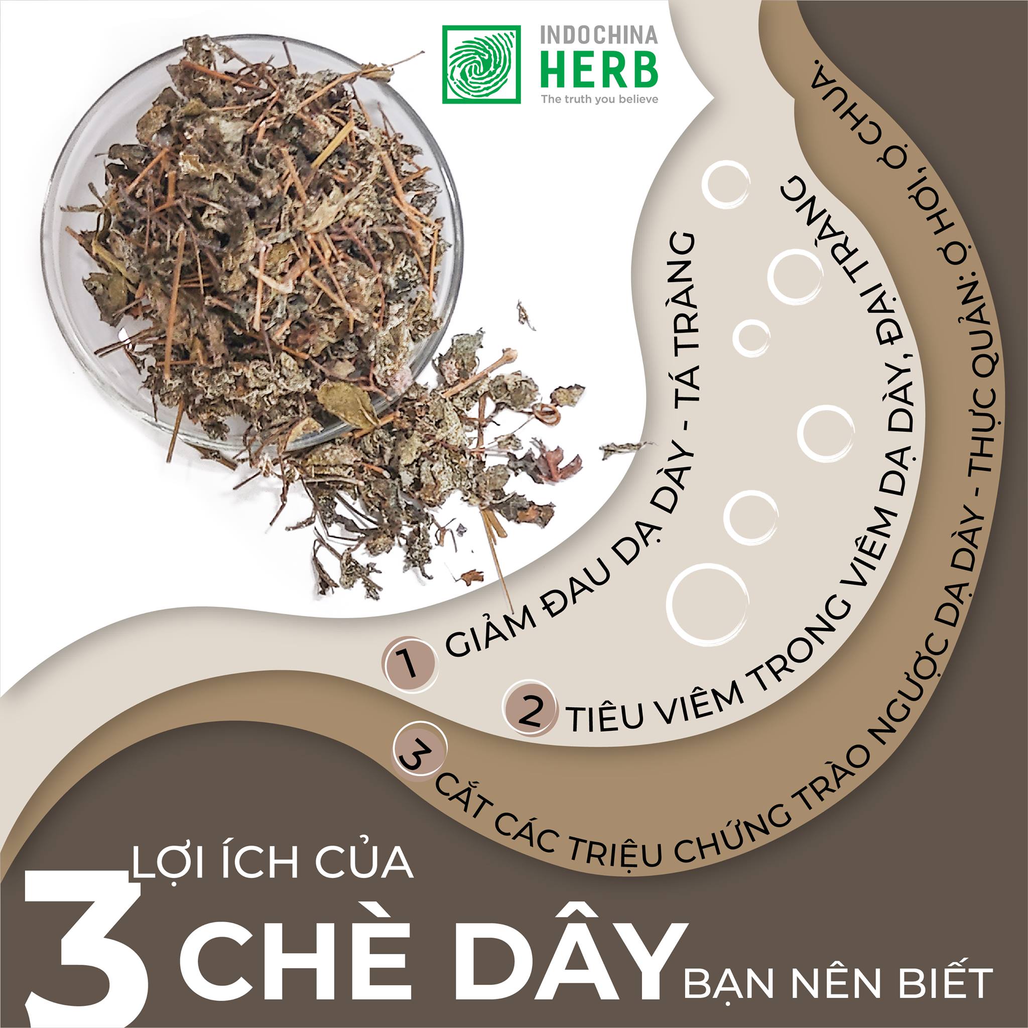 Chè dây - Hỗ trợ điều trị đau dạ dày