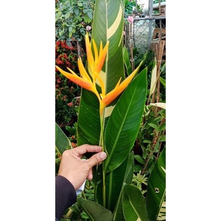 Cây chuối thiên Điểu