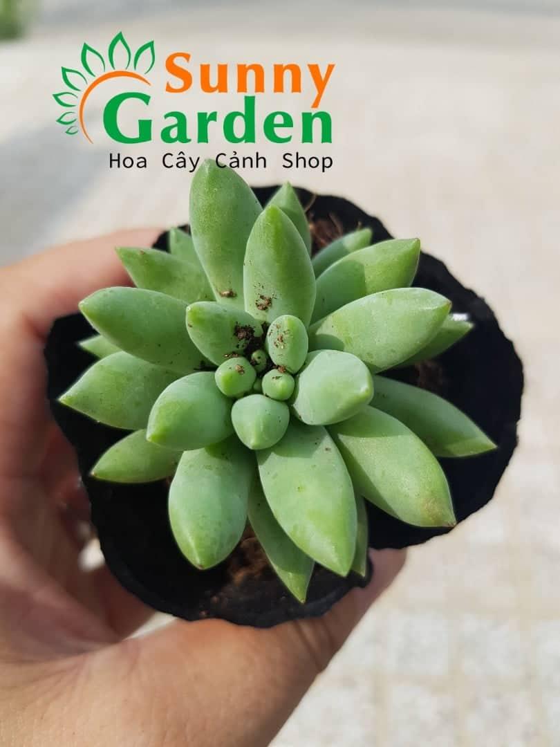 Sen Đá Thược Dược