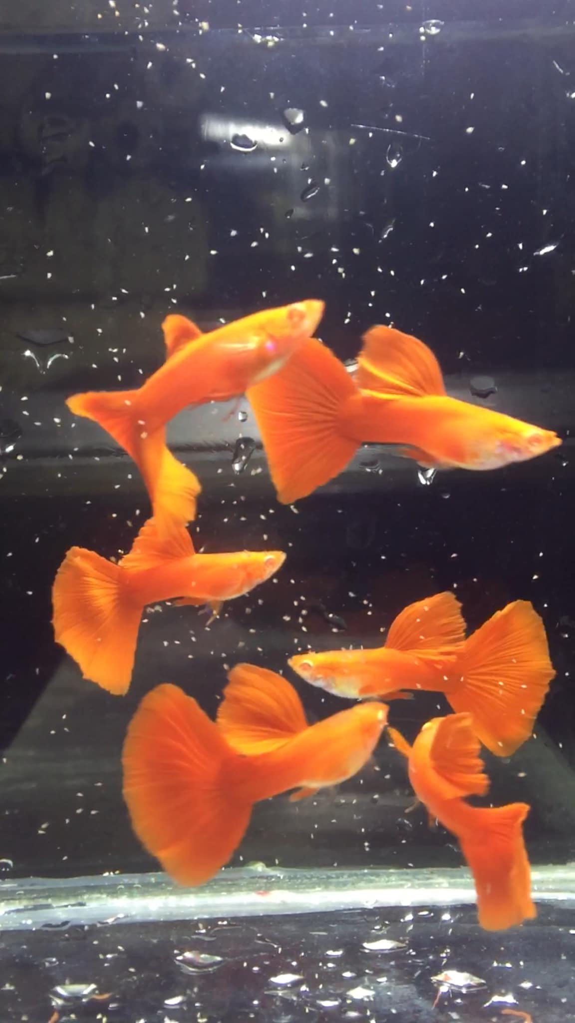 Bán thức ăn + 5 cặp full red giá chỉ 100k