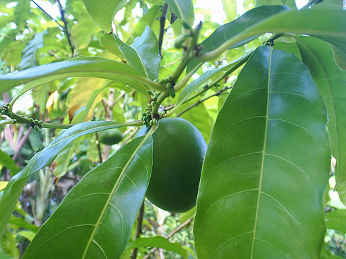 cây vú sữa hoàng kim hàng đẹp