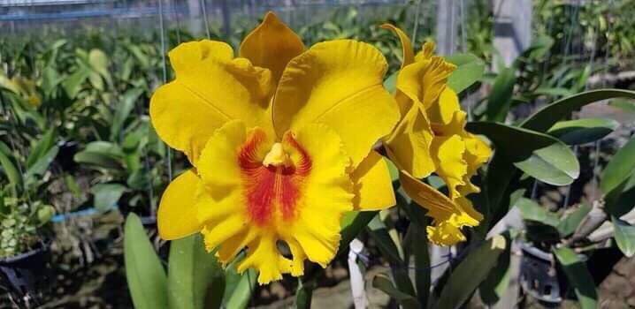 LAN CATTLEYA CÂY GIỐNG NHIỀU MÀU