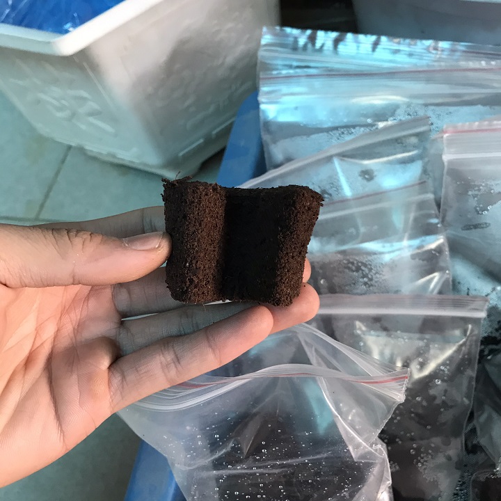 [GIÁ SỈ] 20 Mút Ươm Ki Hà Lan