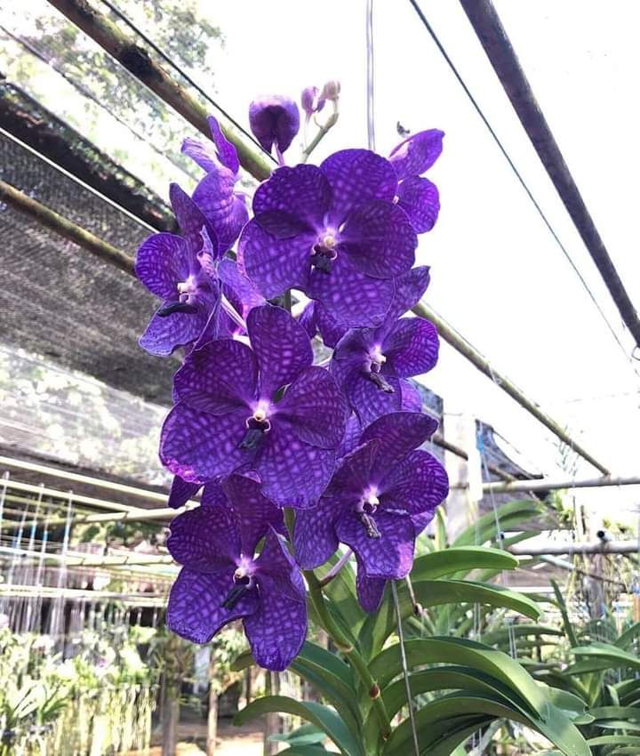 Vanda tím blue trưởng thành sắp hoa