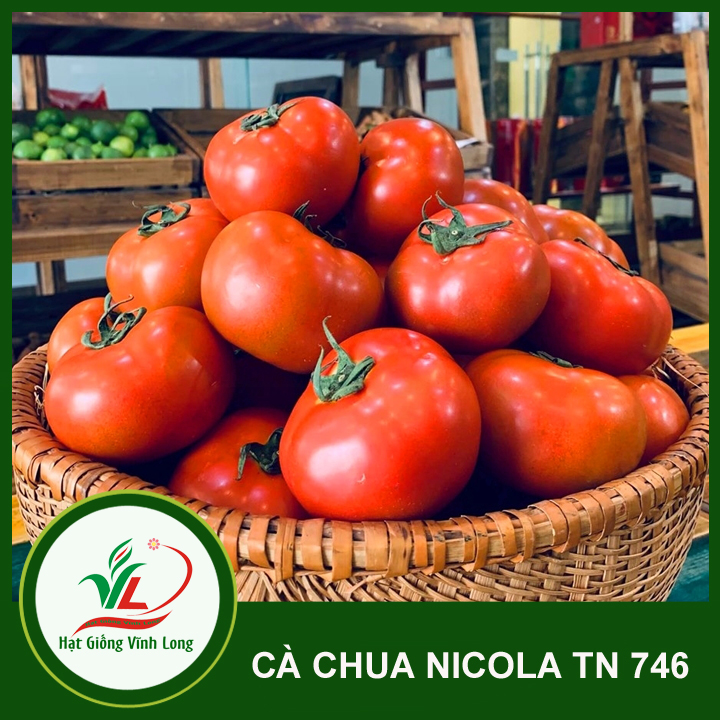 Hạt gống Cà chua F1 TN 746 (797) - 1g(306 hạt)