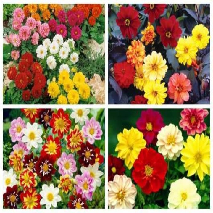 50 Hạt Giống Hoa Thược Dược Mix Dễ Trồng