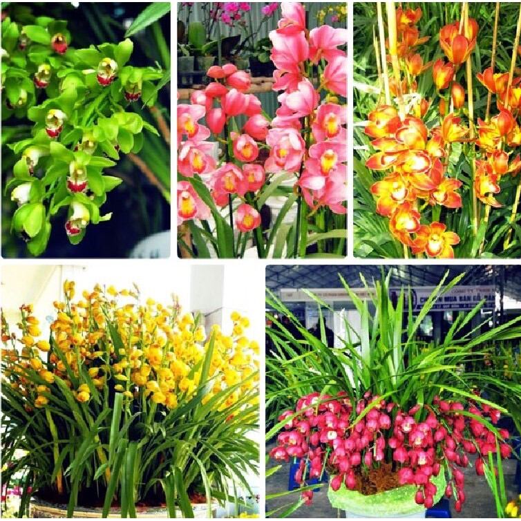 Địa lan sato(1 củ to tặng kèm phân bón) qq