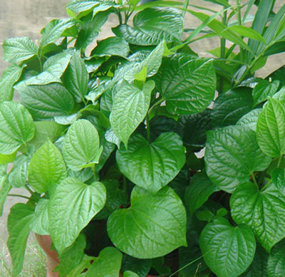 Hạt giống cây lá lốt -  10 hạt