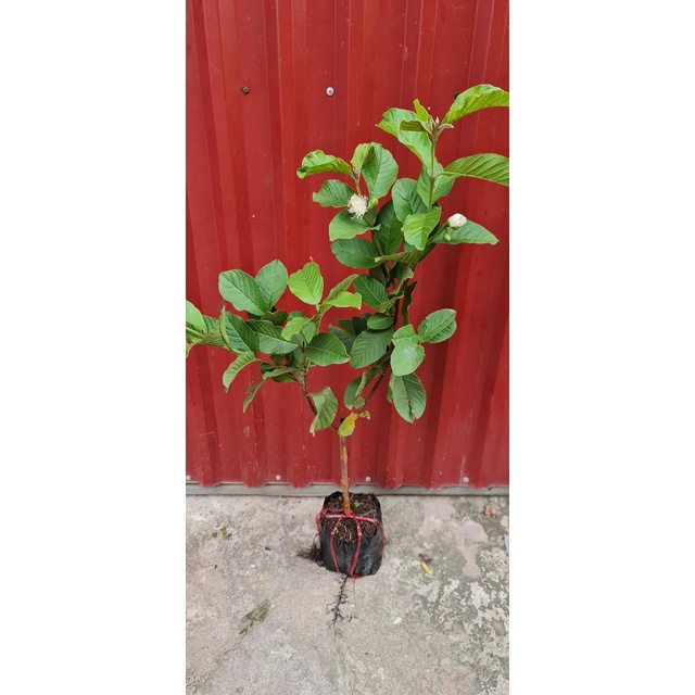 Cây Giống Ổi Lùn nữ Hoàng thái lan ( có thể trồng chậu cây khỏe )