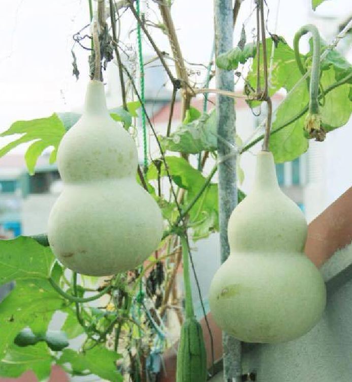 Hạt giống quả bầu hồ lô cao sản F1 - 1 gói 10 hạt