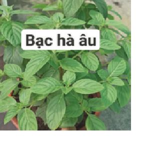 bạc hà âu