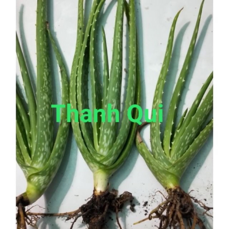 Cây nha đam giống (thái) siêu đẻ nhanh
