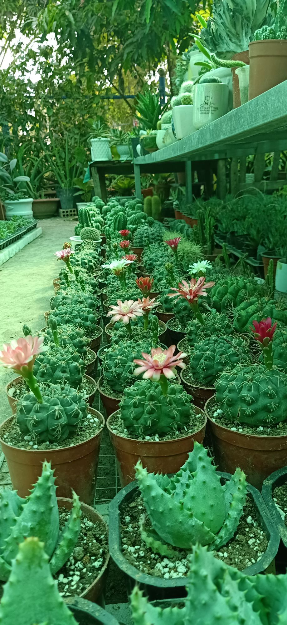 xương rồng thần long 3-4cm