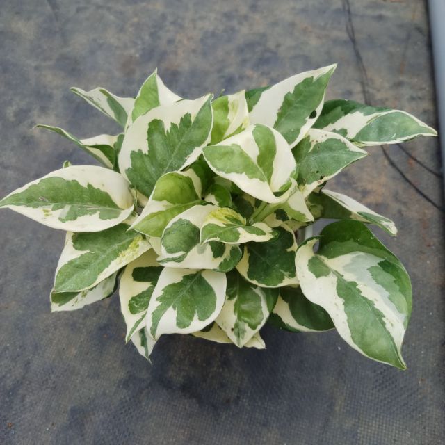 Trầu bà sữa--trầu bà cẩm thạch