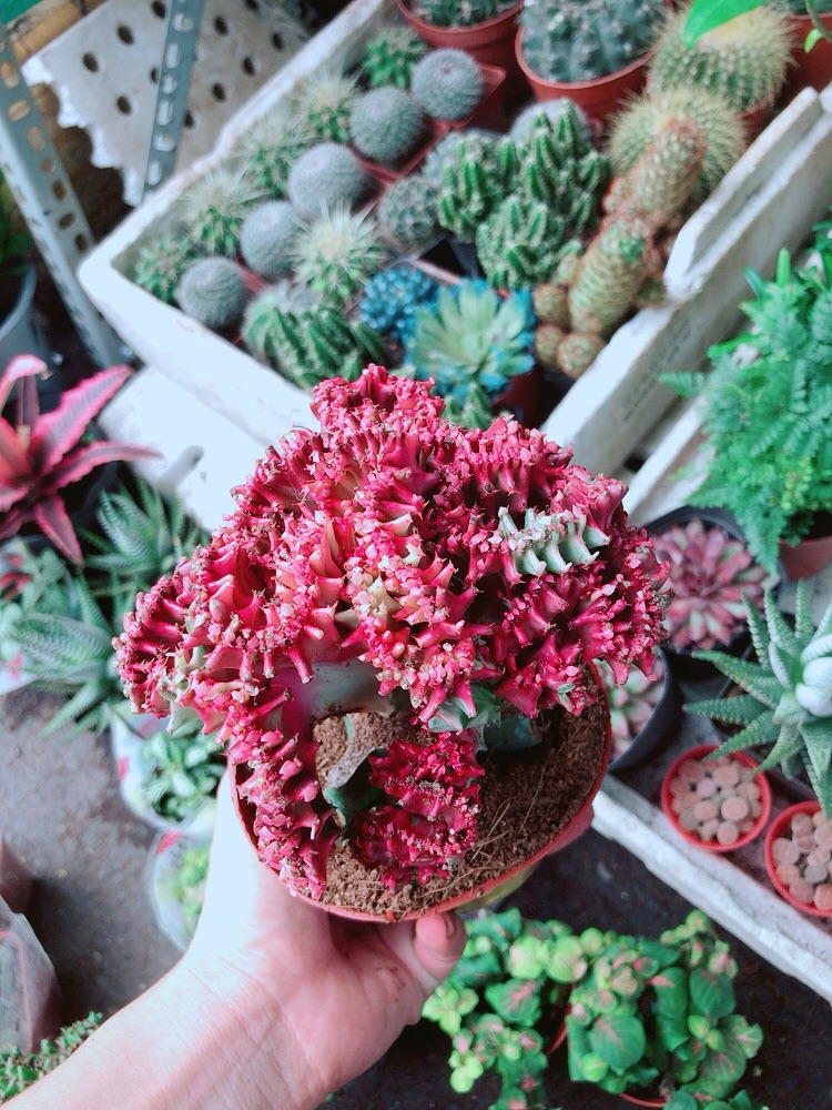 Xương Rồng Vạn Lý