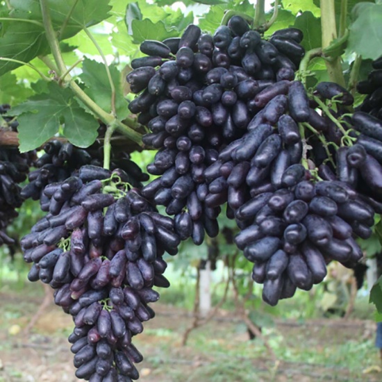 Hạt giống Nho ngón tay